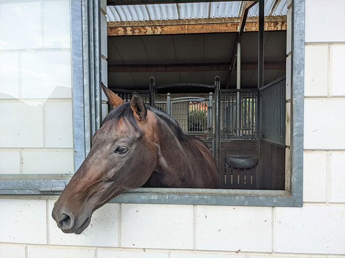 Reitanlage Nagel Medingen Pferdepension Reitanlage Nagel Medingen Pferdepension…