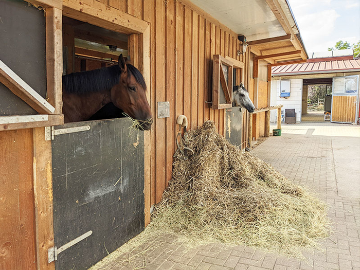 Reitanlage Nagel Medingen Pferdepension Reitanlage Nagel Medingen Pferdepension…